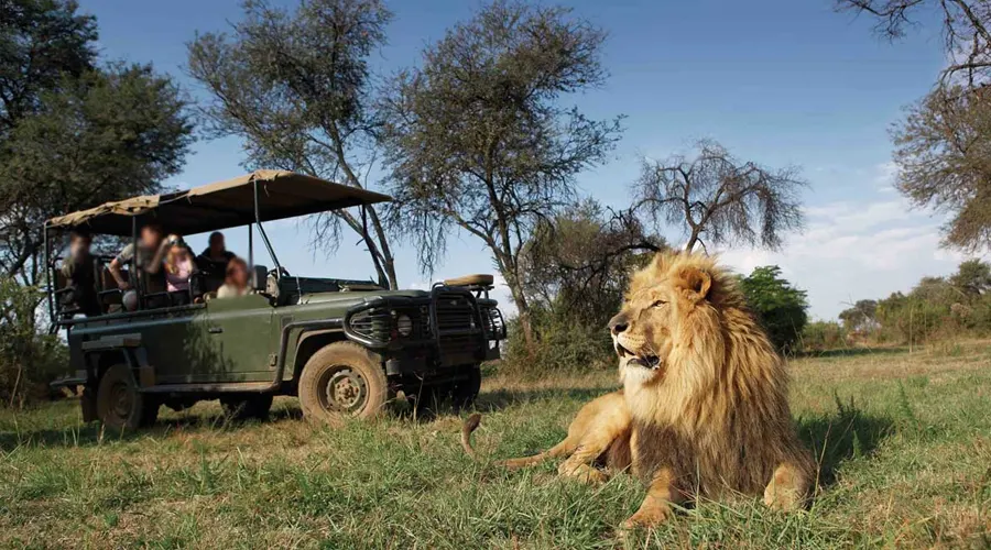 Lion Safari At Chhatbir Zoo